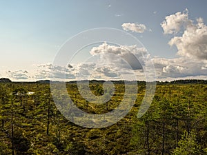 Island in the bog, golden marsh, lakes and nature environment, clear blue sky and white clouds