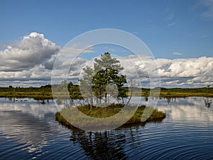 Island in the bog, golden marsh, lakes and nature environment, clear blue sky and white clouds