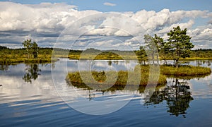 Island in the bog, golden marsh, lakes and nature environment, clear blue sky and white clouds