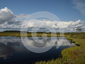 Island in the bog, golden marsh, lakes and nature environment, clear blue sky and white clouds