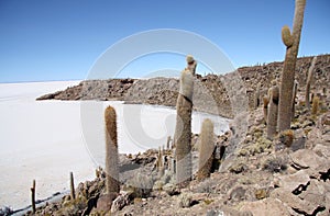 Island with Cactuses in a salt desert of Uyuni in Bolivia