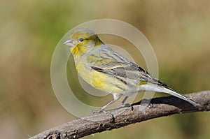 Island Canary - Serinus canaria