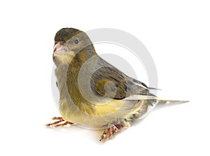 island canary in studio