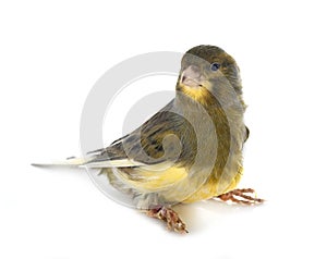 island canary in studio