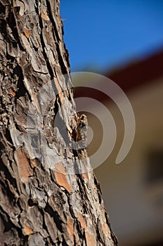 On the island of Crete contain a large number of cicadas
