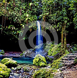 Island of Dominica rainforest