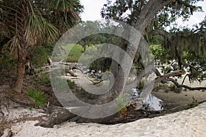 Island Foliage on the Beach