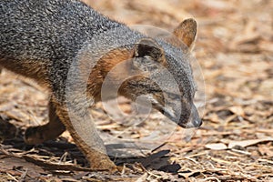 Island fox, Channel Islands National Park