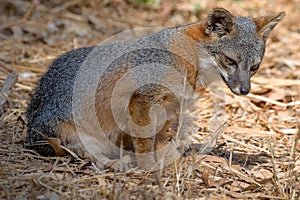 Island fox, Channel Islands National Park