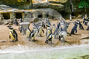 Island full of african penguins, black footed penguin family, zoo animals, Endangered animal specie