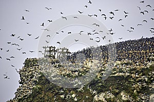 Islet in the middle of the sea with rough water hitting the rocks and full of birds and marine species photo