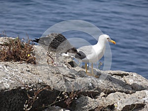 Island full of seagulls in summer, sanctuary