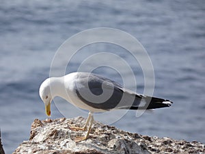 Island full of seagulls in summer, sanctuary