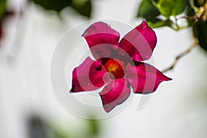 The island garden is filled with mandevilla and other flowers that attract Hummingbirds