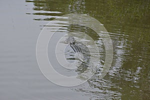 An island gator swims back to its favorite hole to sun itself on a marsh waterway