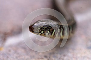 Island glass lizard Ophisaurus compressus is a legless lizard