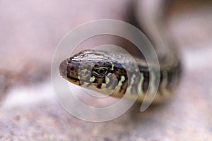 Island glass lizard Ophisaurus compressus is a legless lizard