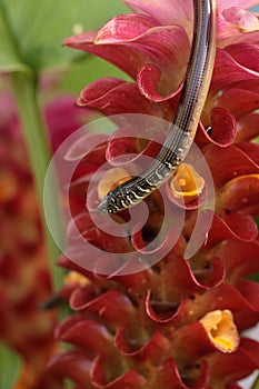 Island glass lizard Ophisaurus compressus is a legless lizard