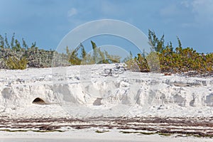 Island iguanas, wildlife. Cayo Largo