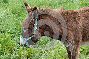 Island Ile de Re Poitou brown donkey in France