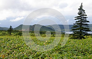 Island Kunashir,Kurily