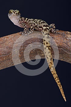 Island Least Gecko / Sphaerodactylus sputator