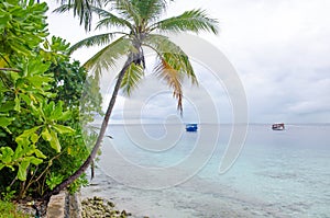 Island of Maldives of Fihalhohi beautiful landscape of a palm tree and ocean