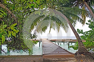 Island of Maldives of Fihalhohi beautiful landscape of a palm tree and ocean
