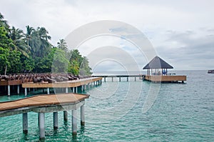 Island of Maldives of Fihalhohi beautiful landscape of a palm tree and ocean