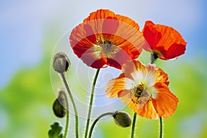 Island-Mohn (Papaver nudicaule), Islandmohn