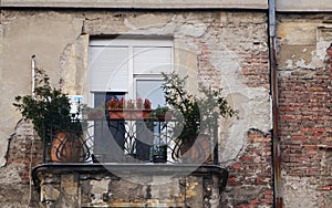 Island of nature on this crumbling facade