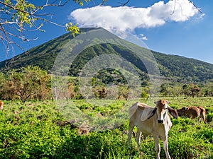 Island Ometepe in Nicaragua