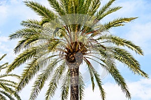 Island Palm Tree On Blue Sky