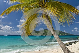 Island Palm Tree Sailing