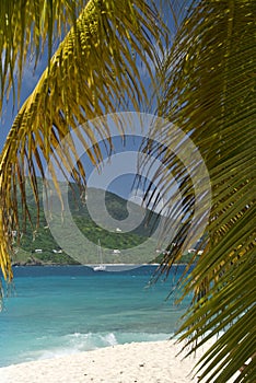 Island Palm Tree Sailing