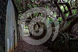 The island of Penghu the Pescadores Islands Taiwan October 14, 2019 an ancient abandoned military Fort in the jungle in Taiwan