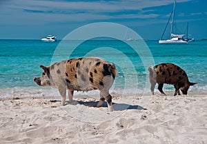 Island Pigs