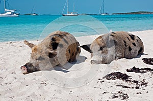 Island Pigs