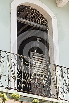Old balcony and door with a carrion bird in the Old Town of Panama photo