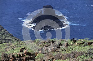 An island of solidified lava at La Palma, Spain