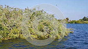 Island on the Tejo River, in Portugal, inhabited only by birds