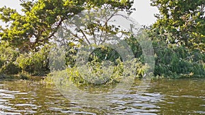 Island on the Tejo River, in Portugal, inhabited only by birds