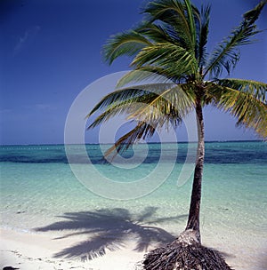 Idyllic tropical beach panorama with palm trees, white sand and turquoise blue water