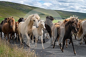 Islandic horses on a gravel road