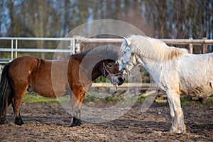 Islandic horses nestling to each other in evening light of early spring.