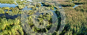 Islands of reeds and overgrown water on the marshy shore