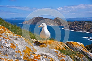 Islas Cies islands seagull sea gull bird in Galicia
