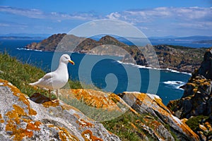 Islas Cies islands seagull sea gull bird in Galicia photo