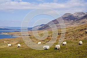 Isle of Mull landscape