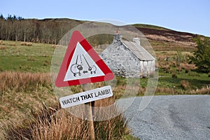 Isle of Skye Landscape. Lamb notice sign